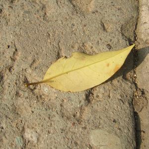 美女内裤被扒被塞住漏水喷浆潮
